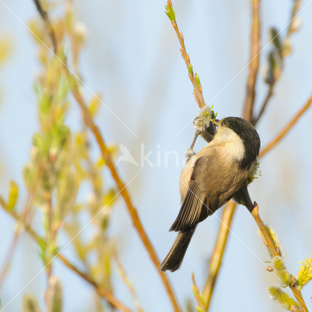 Willow Tit (Parus montanus)