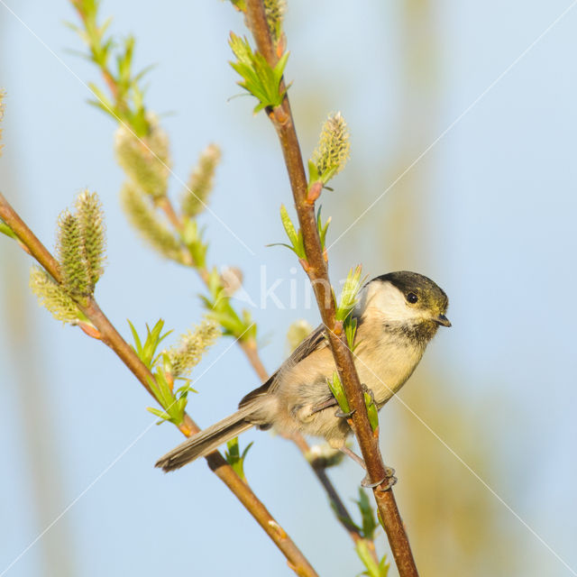 Willow Tit (Parus montanus)