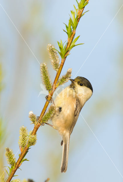 Willow Tit (Parus montanus)