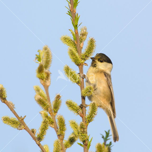 Matkop (Parus montanus)