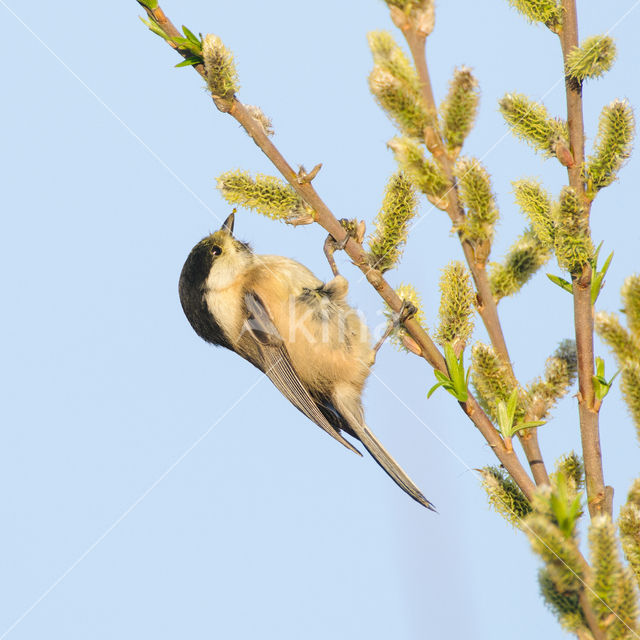 Willow Tit (Parus montanus)