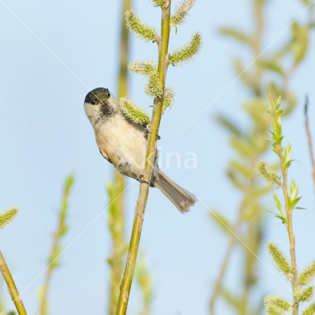 Willow Tit (Parus montanus)