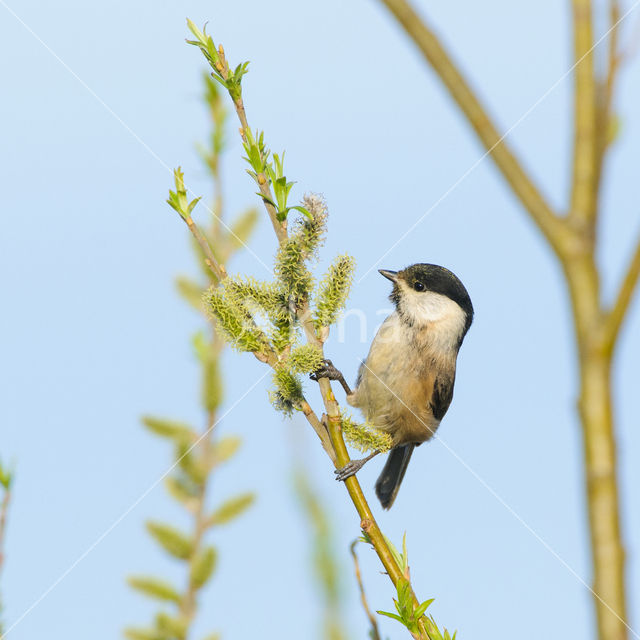 Willow Tit (Parus montanus)