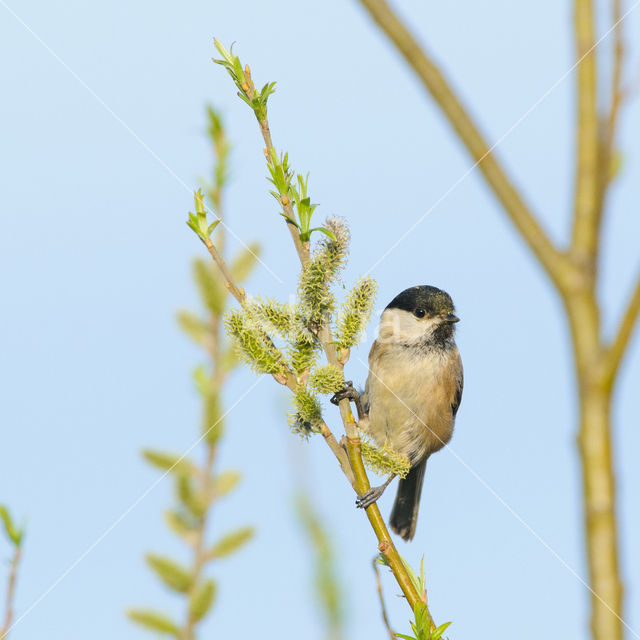 Matkop (Parus montanus)