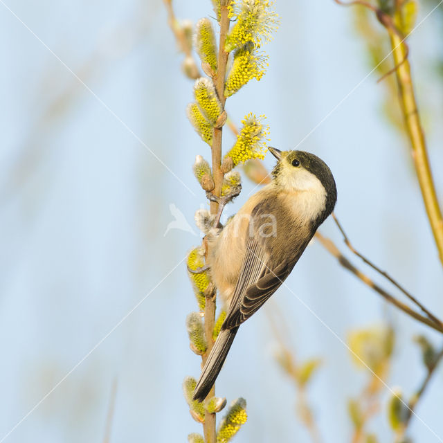 Matkop (Parus montanus)