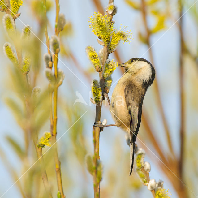 Matkop (Parus montanus)