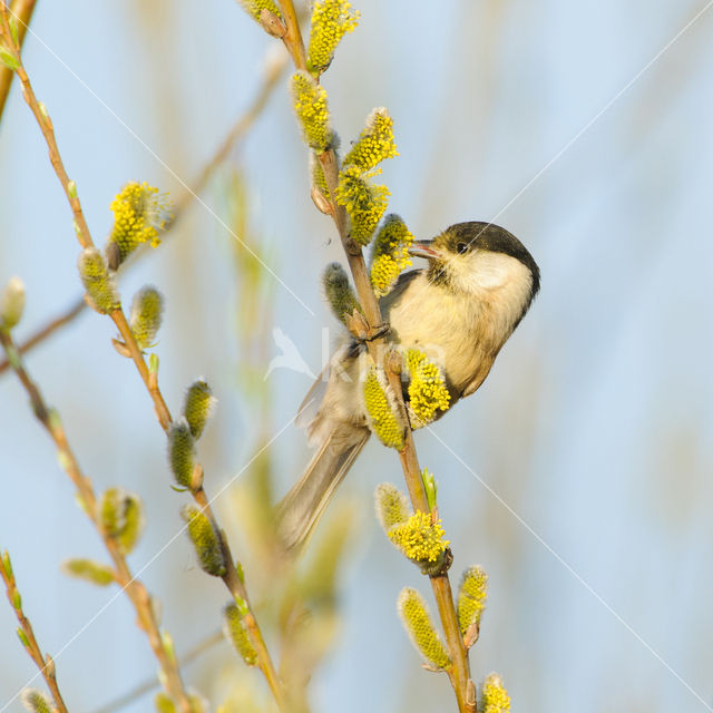 Matkop (Parus montanus)