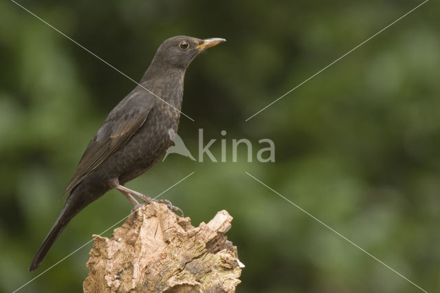 Merel (Turdus merula)