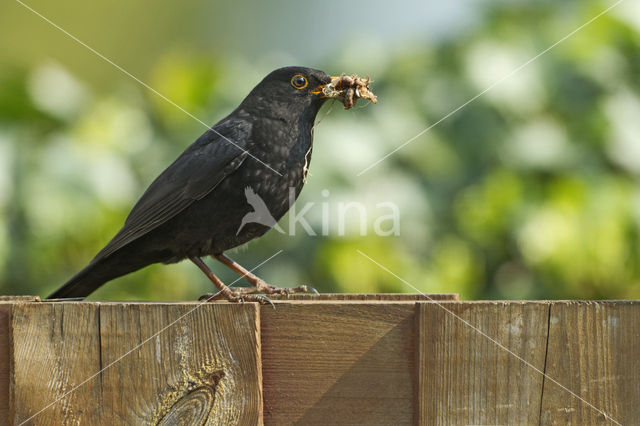 Eurasian Blackbird (Turdus merula)