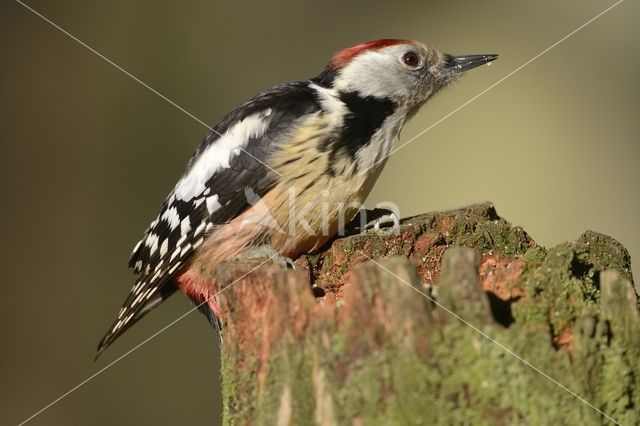 Middle Spotted Woodpecker (Dendrocopos medius)