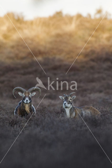 Mouflon (Ovis musimon)