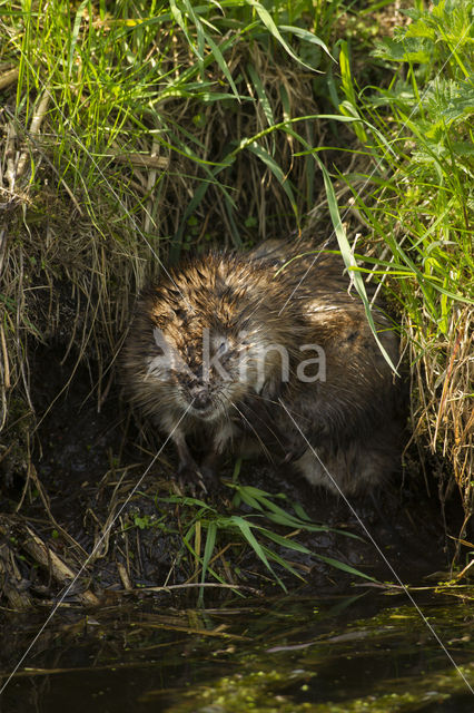 Muskrat (Ondatra zibethicus)