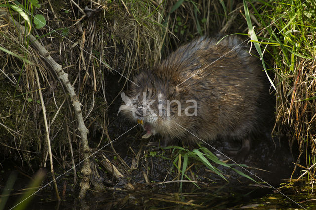 Muskrat (Ondatra zibethicus)