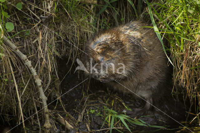 Muskrat (Ondatra zibethicus)