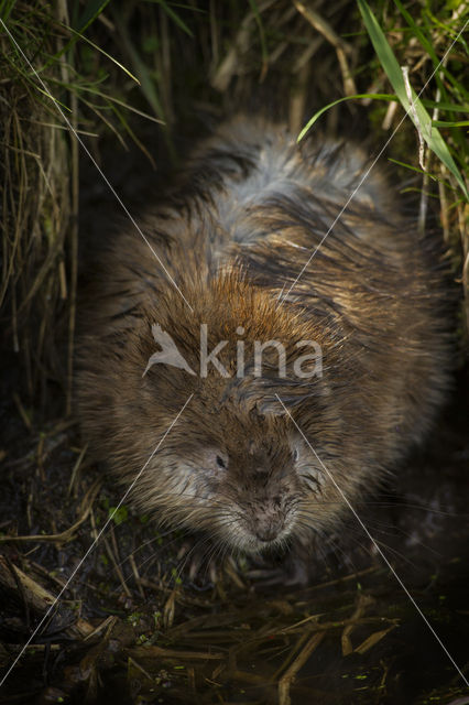 Muskrat (Ondatra zibethicus)