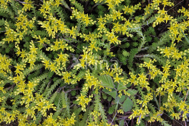 Muurpeper (Sedum acre)