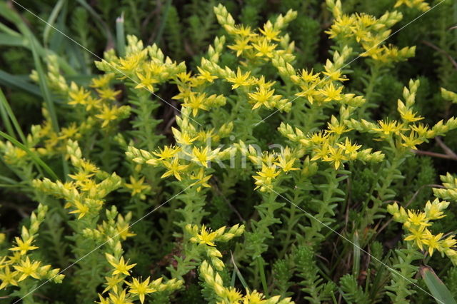 Muurpeper (Sedum acre)