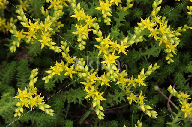 Muurpeper (Sedum acre)