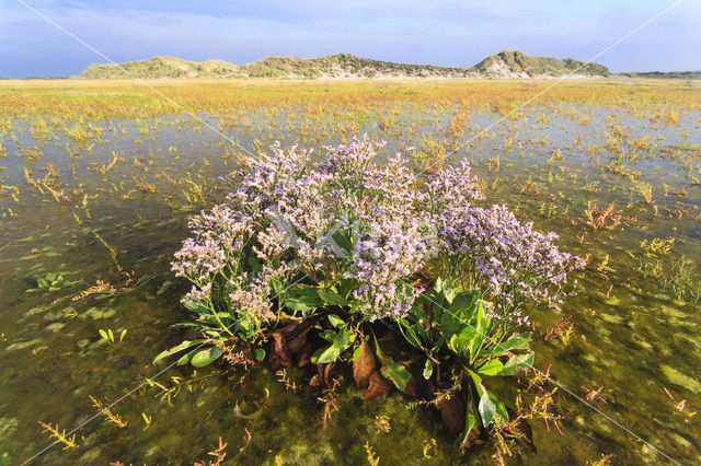 National Park Schiermonnikoog