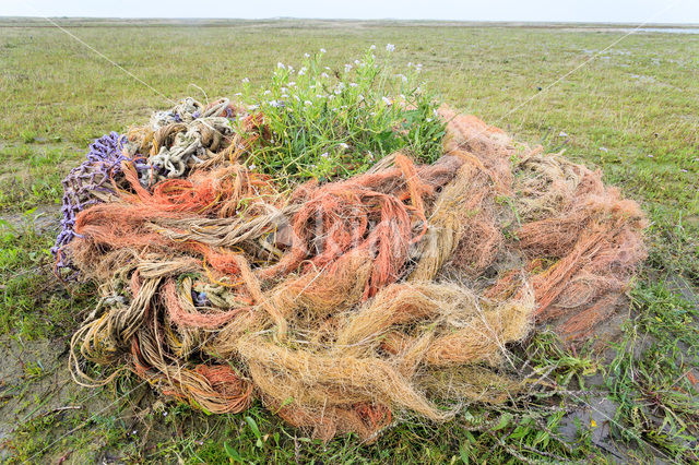 National Park Schiermonnikoog