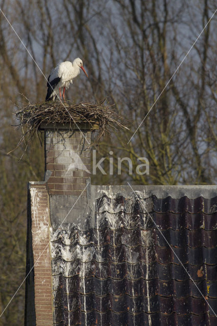 White Stork (Ciconia ciconia)