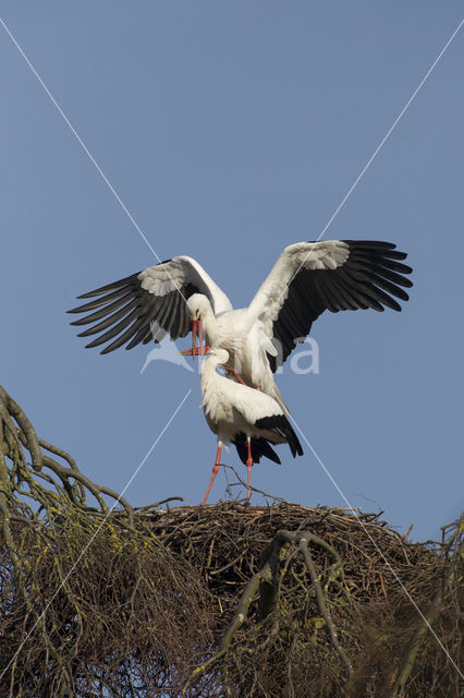 Ooievaar (Ciconia ciconia)