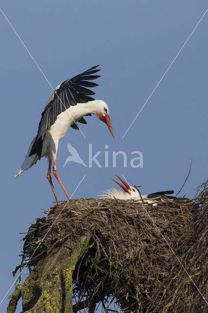 Ooievaar (Ciconia ciconia)