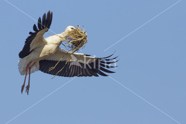 White Stork (Ciconia ciconia)