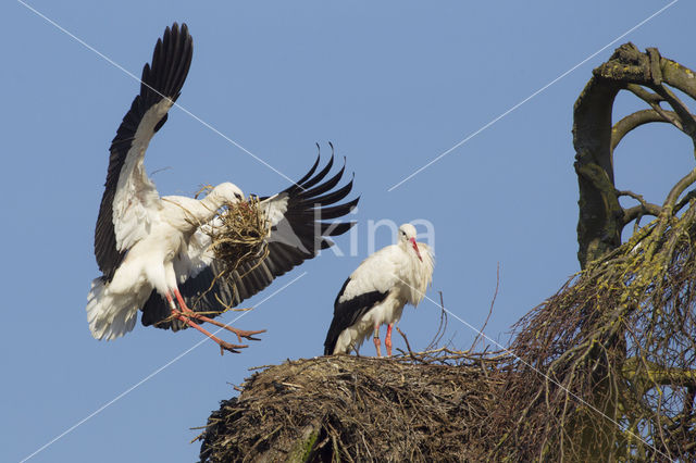 Ooievaar (Ciconia ciconia)