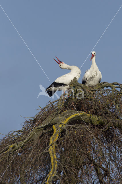 Ooievaar (Ciconia ciconia)