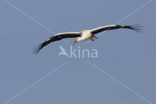 Ooievaar (Ciconia ciconia)