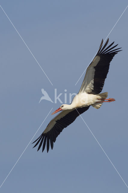 Ooievaar (Ciconia ciconia)