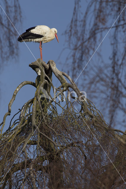 Ooievaar (Ciconia ciconia)