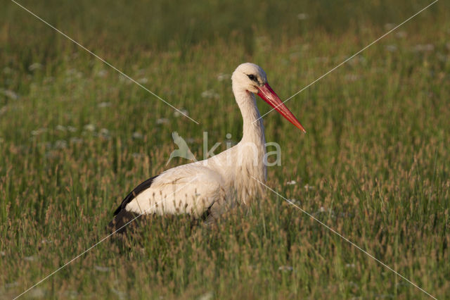 White Stork (Ciconia ciconia)