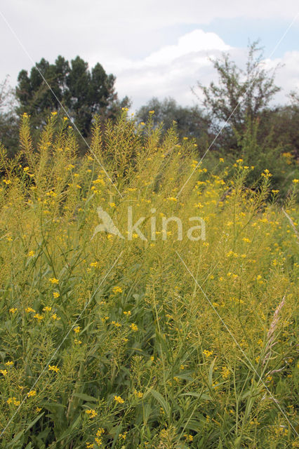 Oostenrijkse kers (Rorippa austriaca)