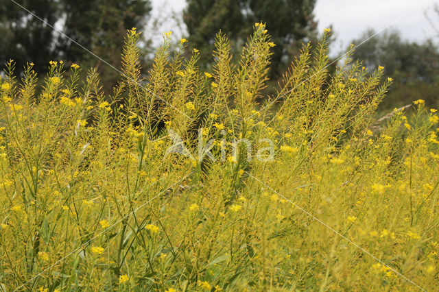 Oostenrijkse kers (Rorippa austriaca)