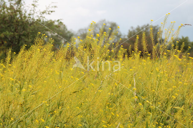 Austrian Yellow-cress (Rorippa austriaca)