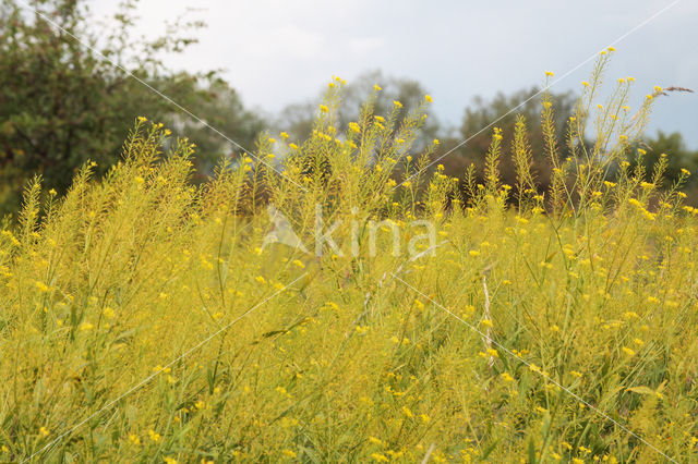 Oostenrijkse kers (Rorippa austriaca)
