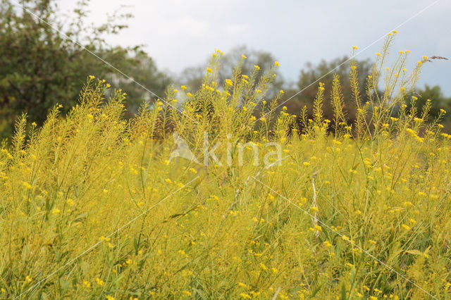 Oostenrijkse kers (Rorippa austriaca)