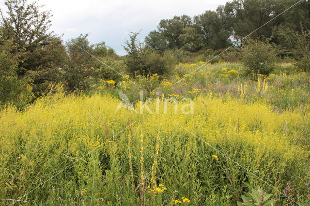 Austrian Yellow-cress (Rorippa austriaca)