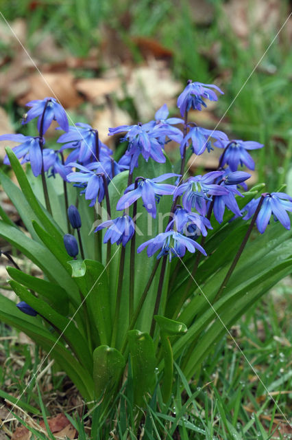 Siberian Saxifrage (Scilla siberica)