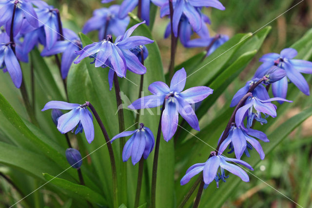 Oosterse sterhyacint (Scilla siberica)