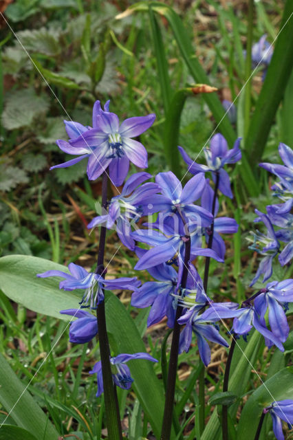 Siberian Saxifrage (Scilla siberica)