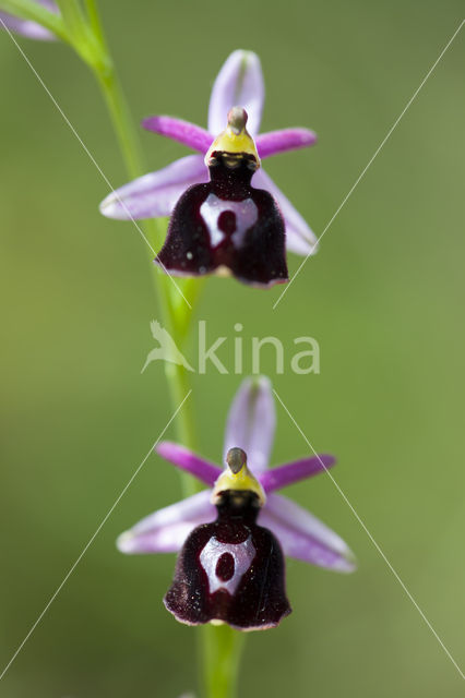 Ophrys ferrum-equinum