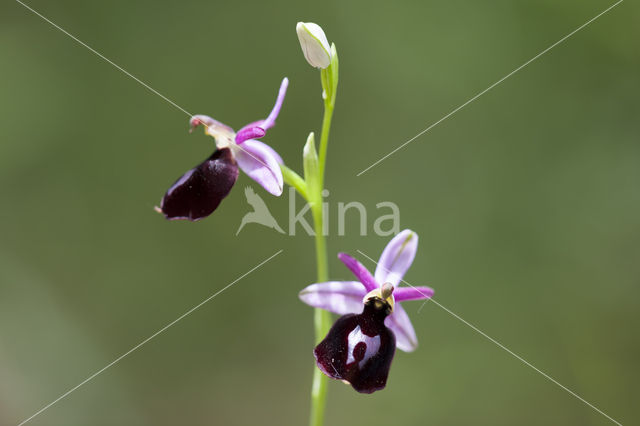 Ophrys ferrum-equinum