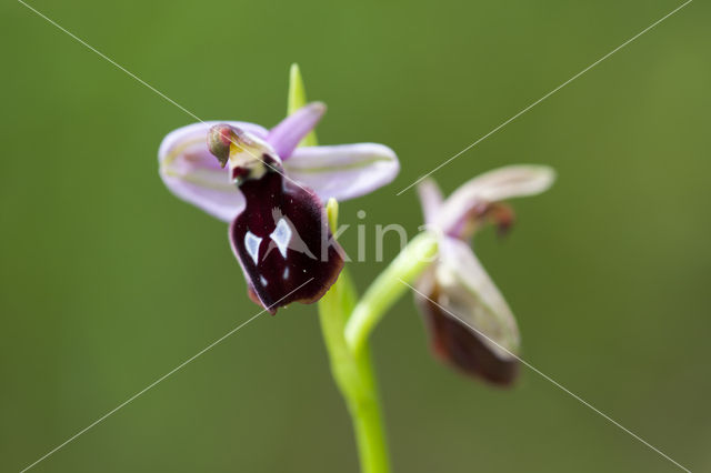 Ophrys ferrum-equinum