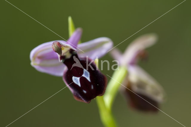 Ophrys ferrum-equinum