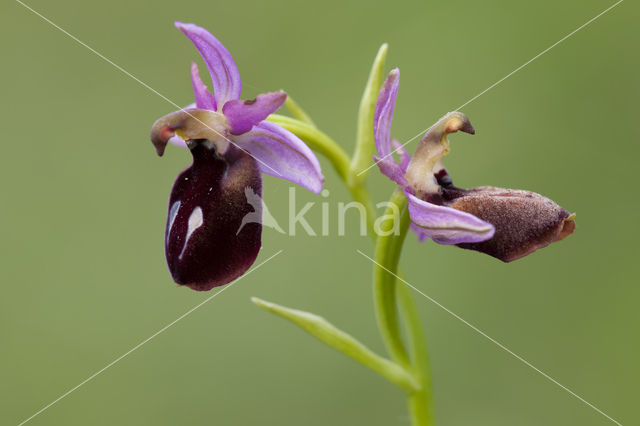 Ophrys ferrum-equinum