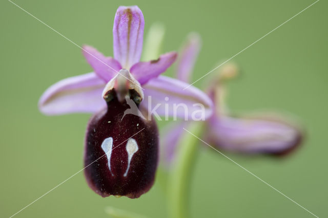 Ophrys ferrum-equinum