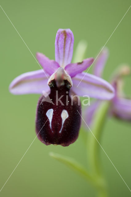 Ophrys ferrum-equinum
